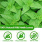 ULTHMOK Premium Stinging Nettle Leaf Tea Bags, 100% Wild Nettle Leaves, Caffeine Free, 100 Count