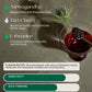 De Soi Purple Lune By Katy Perry - Sparkling Beverages, Natural Botanical, Adaptogen Drink, Cherry, Ashwagandha, Green Tea, Vega