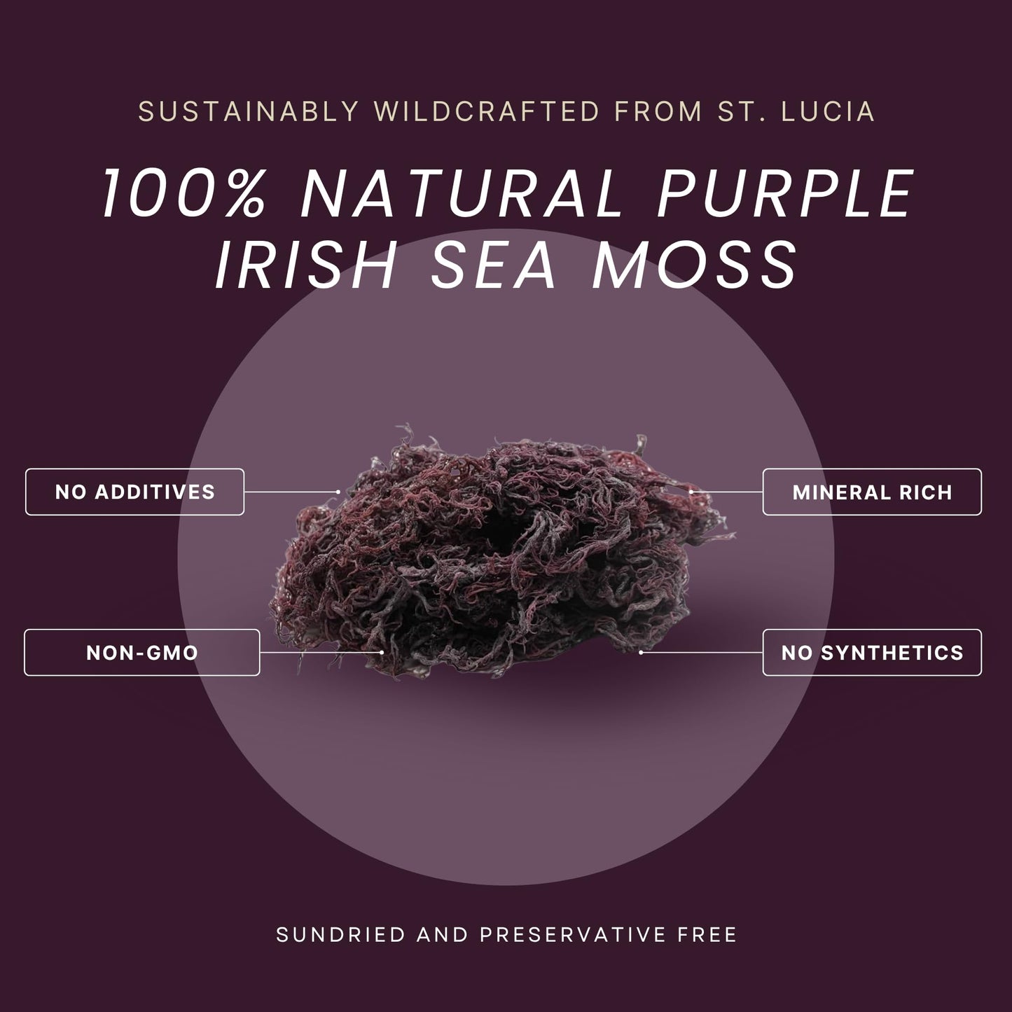 Reds Kitchen Sink Purple Sea Moss - Wildcrafted from St. Lucia | 16oz Makes ~200oz Sea Moss Gel | 100% Natural & Raw | Supports