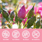 Olvvla - Dried Rose Bud For Fragrant Herbal Tea - 3.52Oz/100G - Delicate Sweet And Refreshing - Natural Pink Rosebud Flower For