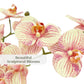 Cg Hunter Faux Orange Orchid Plant, Premium Artificial Indoor Flower Display Stands 23   , Beautiful Sculptural Blooms That Last