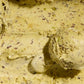 Alecs Pistachio Crunch Organic Ice Cream - Grassfed, Regenerative A2 Dairy, 14 oz