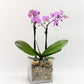 Athena's Garden Live Orchid Plant, Light Pink Double Spike Phalaenopsis in Container, Long Lasting, Easy Care (Orchid PA-OPP3LPS