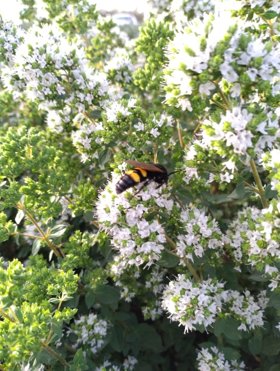 Generic Sicilian Oregano - Green Herbal Spice - 1 Count (Pack of 1)