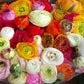 French Peony Mixed Ranunculus - 12 Largest Size Corms
