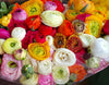 French Peony Mixed Ranunculus - 12 Largest Size Corms