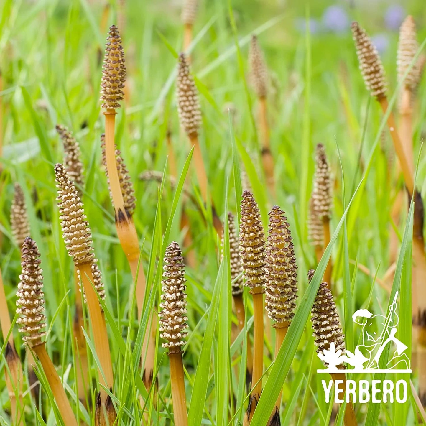 Yerbero - Cola De Caballo 1Lb (456Gr) | Horsetail Whole Loose Herbal Tea | Shave Grass/Snake Grass | Stand Up Resealable Bag | C