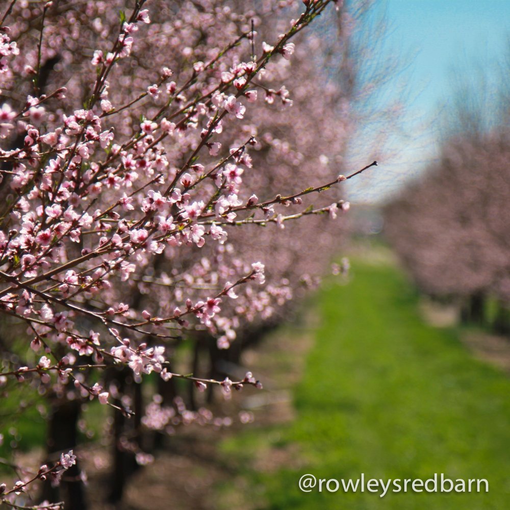 Country Spoon Dried Tart Montmorency Cherries, No Sugar Added, 1 Pound