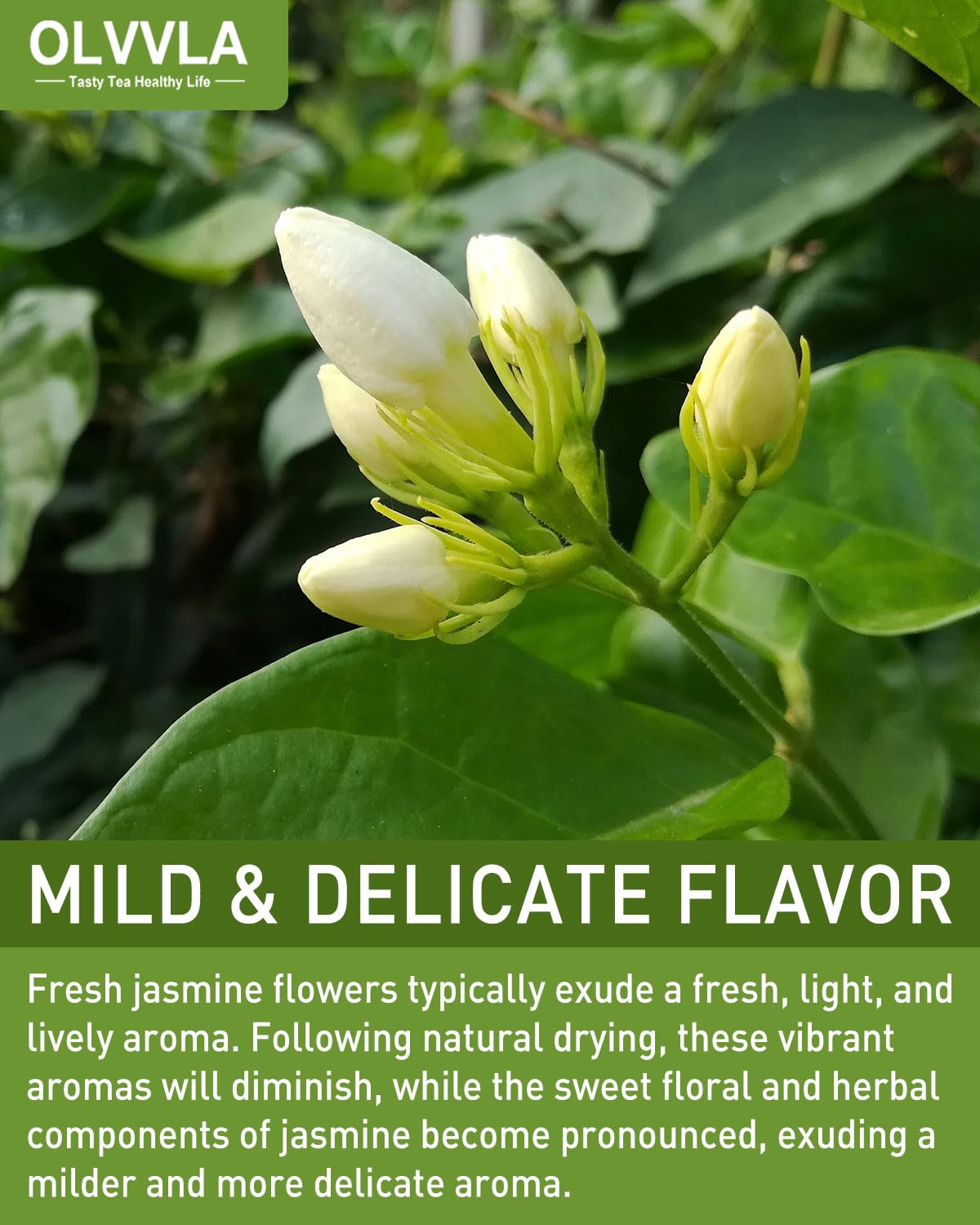 Olvvla Dried Jasmine Flowers - 100% Natural Edible Flowers - 3oz/85g - Non-GMO Loose Leaf Herbs
