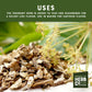 MONTEREY BAY HERB CO Angelica Root, Cut & Sifted, 1 lb for Baking & Tea Blends