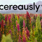 CEREAUSLY Organic White Quinoa - enhanced Royal Quinoa from Bolivia - Kosher and Non-GMO Quinoa Bulk - Vegan and Gluten-Fee Cooking Quinoa - 10 LB
