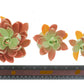 Global Sugar Art Succulent Lipstick Assortment Sugar Cake Flowers, 3 Count By Chef Alan Tetreault