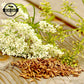 Gaea'S Blessing Seeds - Caraway Seeds For Planting - Non-Gmo Open-Pollinated Heirloom 93% Germination Rate