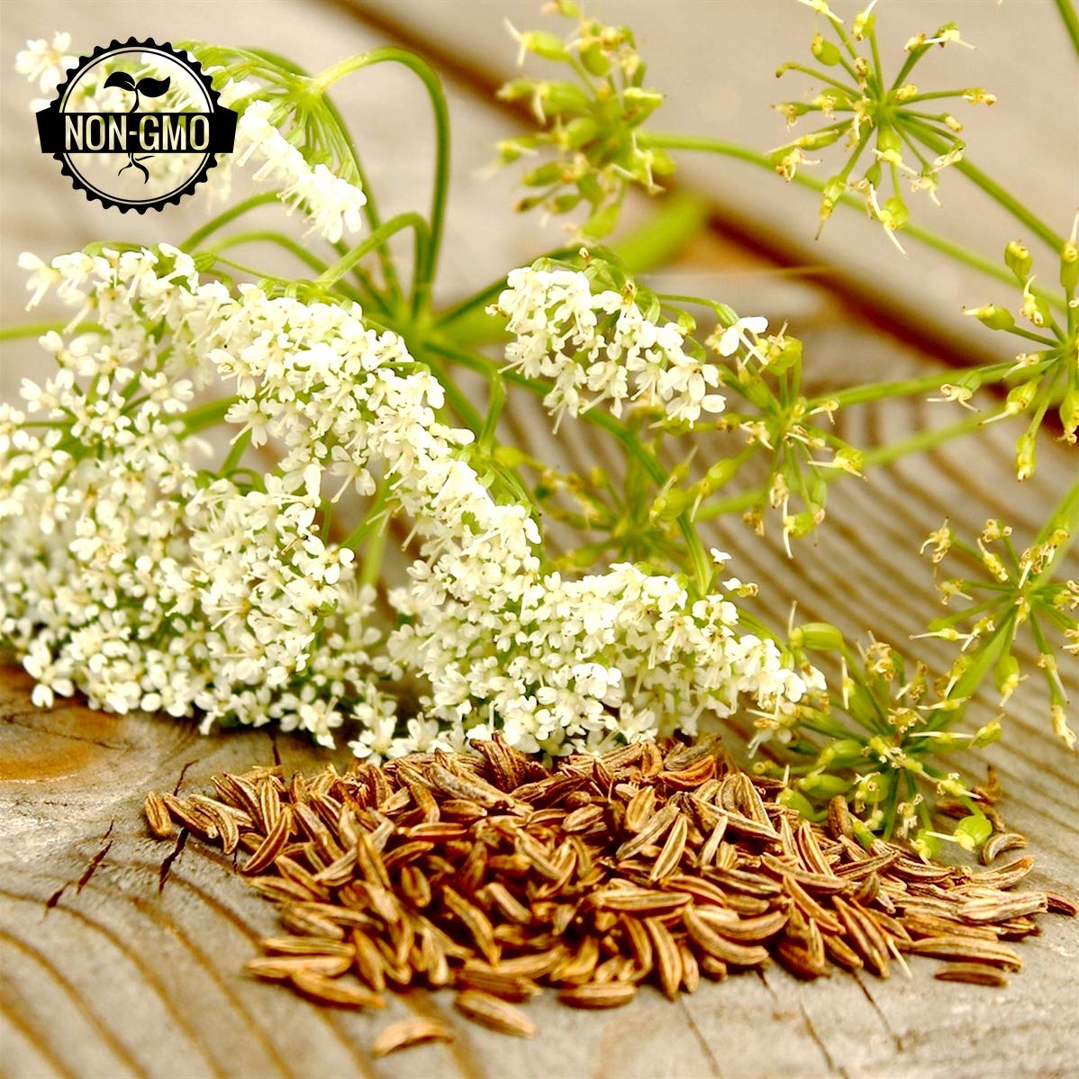 Gaea'S Blessing Seeds - Caraway Seeds For Planting - Non-Gmo Open-Pollinated Heirloom 93% Germination Rate