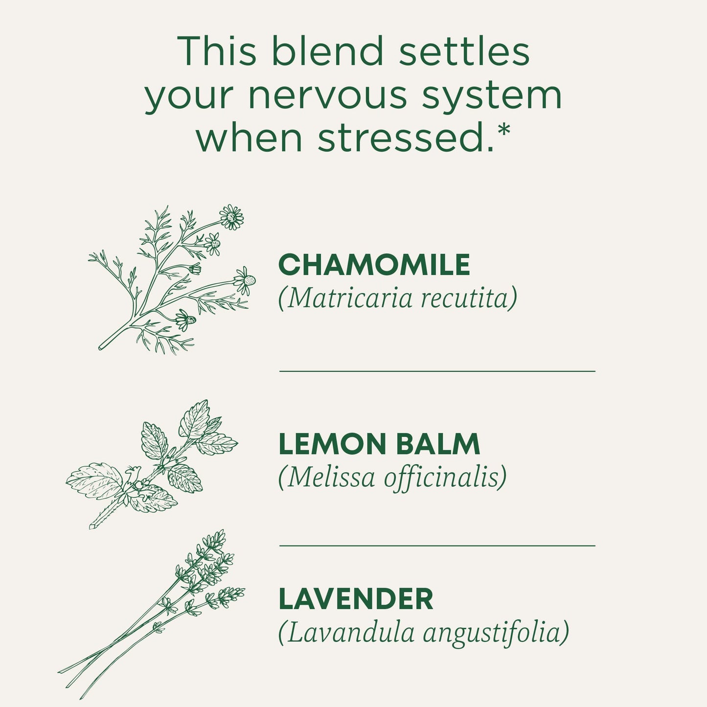 Traditional Medicinals Tea  Organic Chamomile & Lavendar  Stress Relief  96 Tea Bags (6 Pack)