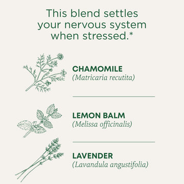 Traditional Medicinals Tea  Organic Chamomile & Lavendar  Stress Relief  96 Tea Bags (6 Pack)