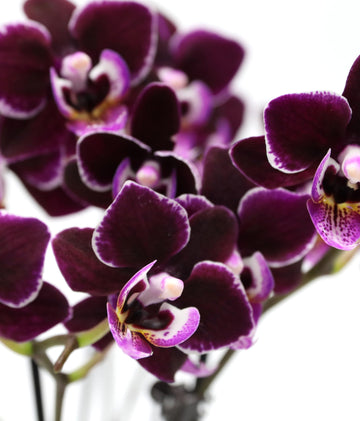 Green Circle Growers 2.5 Purple Mini Orchid in White Ceramic Pot, Live Indoor Plants, House Plant