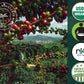Artizan Coffee Roasters Organic Hemp Coffee Medium-Dark Roast 10 Ounce
