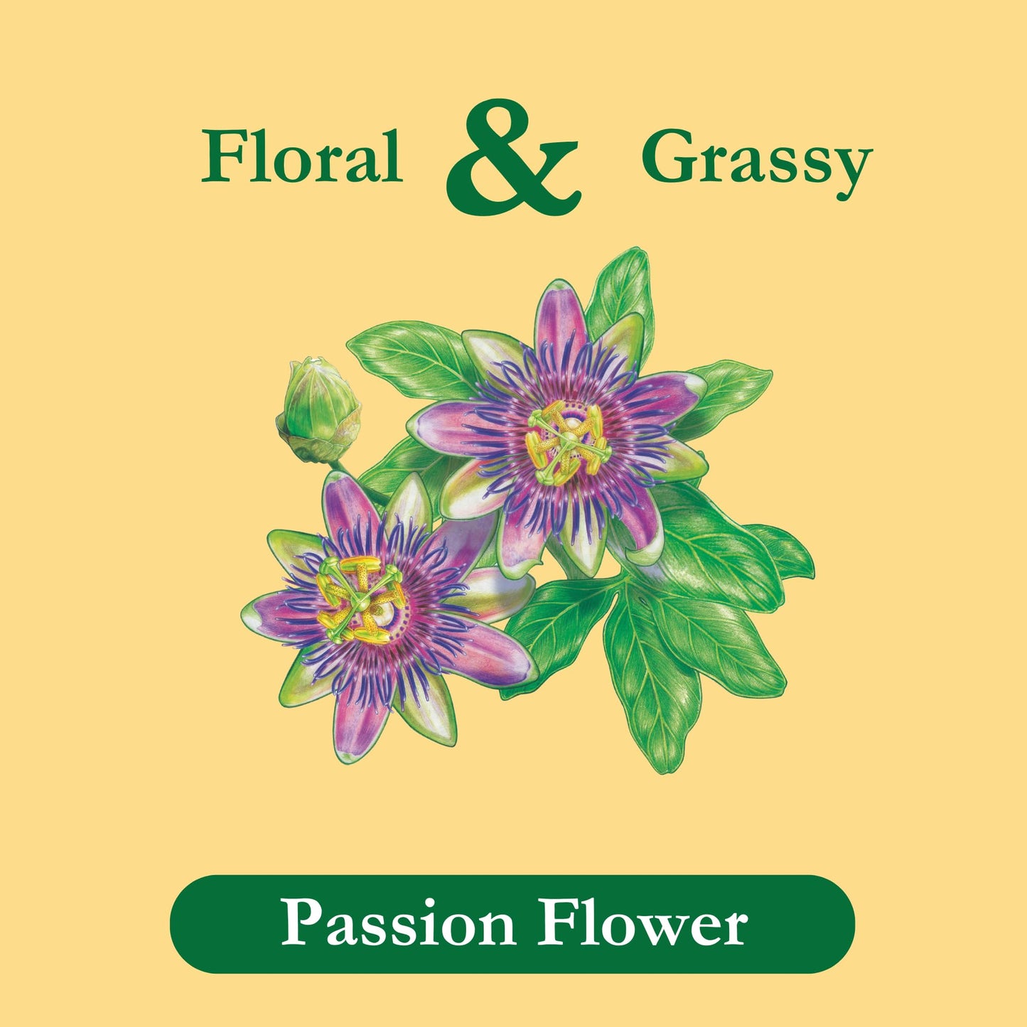 Tadin Passion Flower Herbal Tea, Caffeine-Free, 24 Tea Bags, Pack of 6