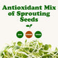 Food To Live - Antioxidant Mix Of Sprouting Seeds, 8 Ounces — Broccoli, Clover, Alfalfa, Kosher, Raw, Vegan