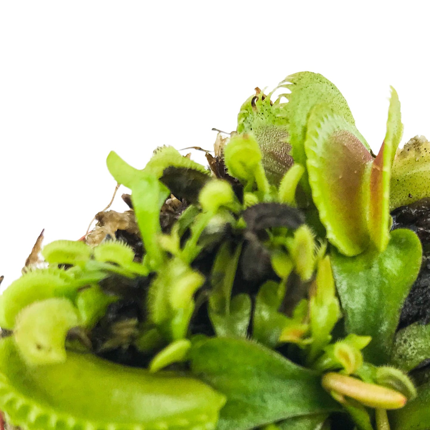 Dente Venus Fly Trap Live Plant - Dionaea Muscipula 'Dente' By Wellspring Gardens - Carnivorous Plant - Fly Trap Plant - Unique