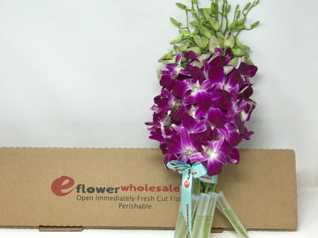 Premium Cut Purple Orchids (10 Stems Orchids) Prime Delivery