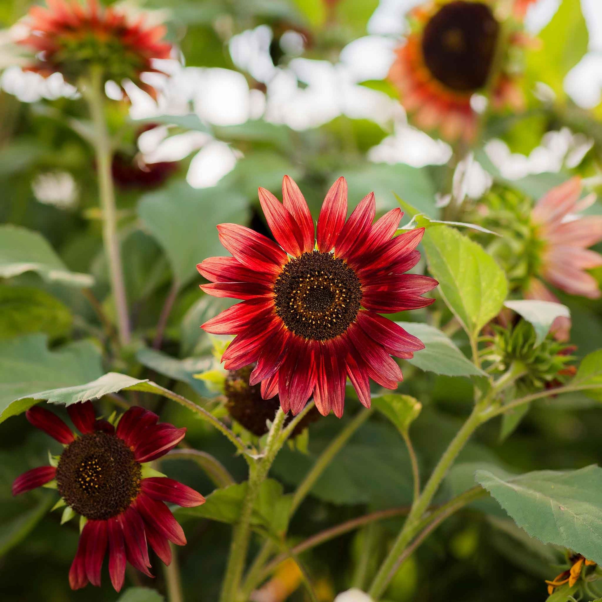Eden Brothers Sunflower Seeds - Chocolate