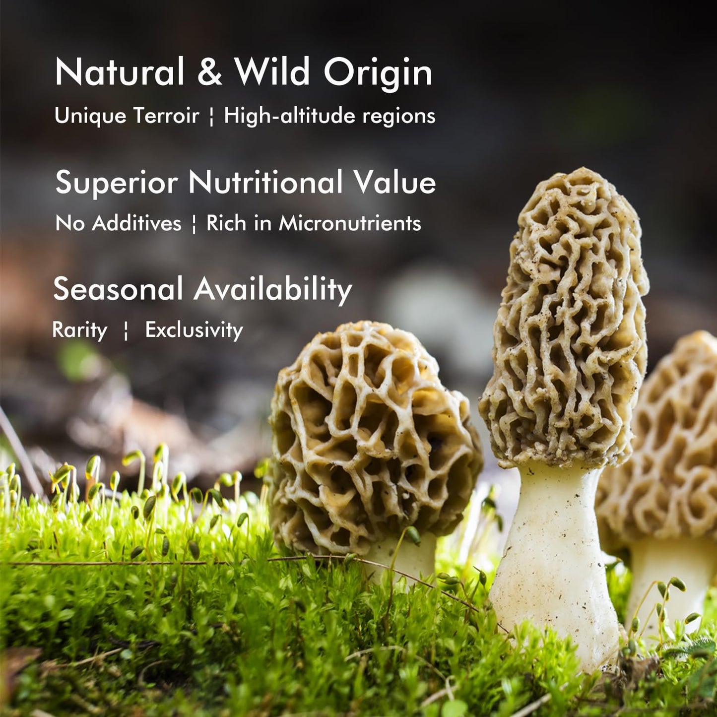 VIGOROUS MOUNTAINS enhanced Dried Wild Morel Mushrooms  Wild Harvested  2oz Earthy Flavor & Rich Umami-Perfect for Gourmet Cooking  Soups  Pasta & Risotto (56.7g)