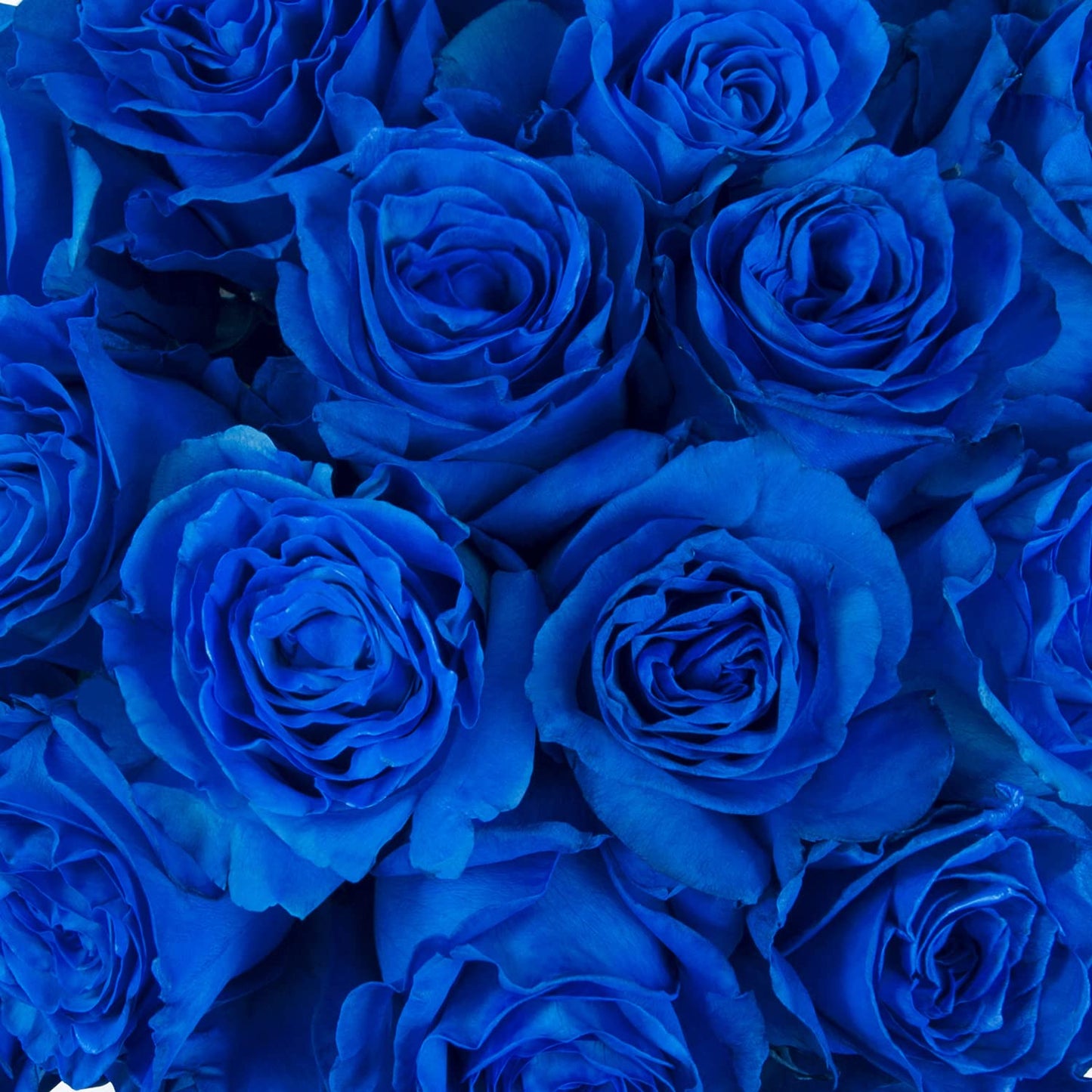 Bloomingmore | Farm Fresh | Natural Tinted Blue Roses | 100 Stems - 20 In | Home, Office, Wedding Decor, Diy, Party Event, House