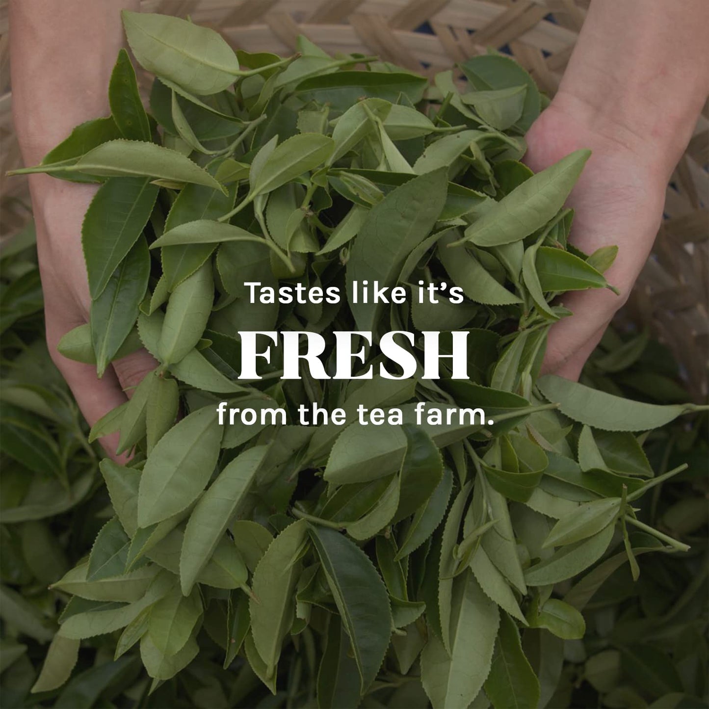 Uncle Lees Oolong Tea - Authentic Partially Oxidized Green Tea, Wellness Tea Rich In Polyphenols And Antioxidants For Immunity &