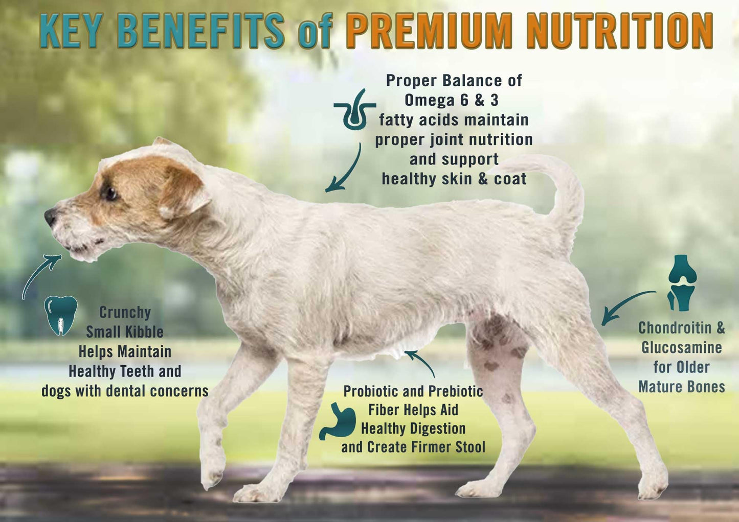 Chicken Soup For The Soul All Natural Enhanced Small Bites Senior/Mature Dry Dog Food, Real Meat First Ingredient, No By-Products, Supports Joint Health & Mobility, Chicken, Turkey & Brown Rice, 4.5Lb