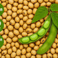 Non GMO Soybeans 7Lbs. Grown 100% in USA, Soy Beans Dry for Tofu and Soy Milk, Soybean Dry in Bulk, Identity Preserved (IP)
