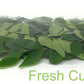 Rani Fresh Curry Leaves 1oz (28g) ~ All Natural | Vegan | Gluten Friendly | NON-GMO | Product of USA