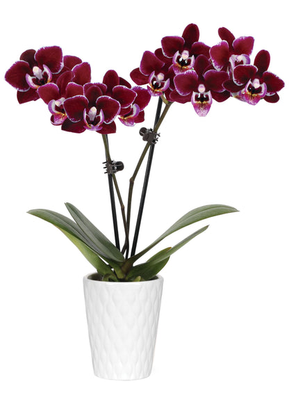 Green Circle Growers 2.5 Purple Mini Orchid in White Ceramic Pot, Live Indoor Plants, House Plant