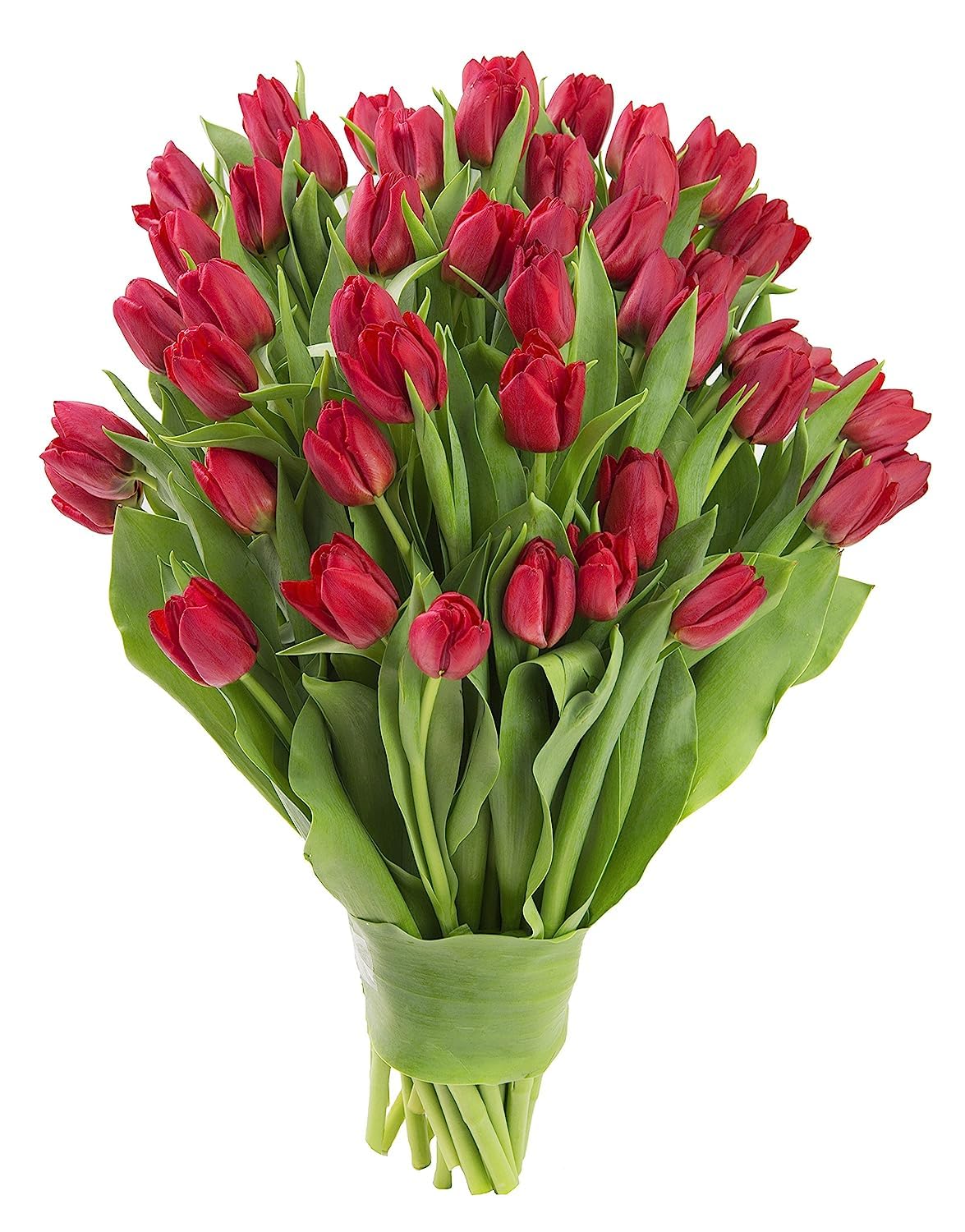 KaBloom Flowers - Mother's Day Collection - PREMIUM 50 Red Tulips - Wholesale Fresh Flowers I Gift for Birthday, Sympathy, Anniv