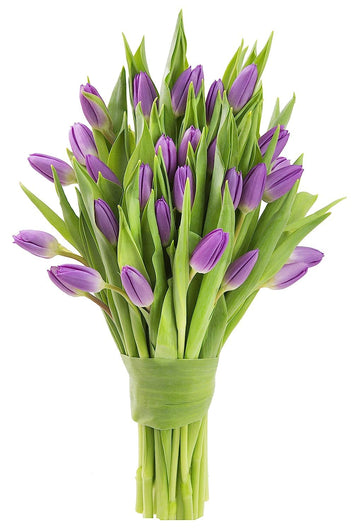 KaBloom Flowers -Valentine's Day Collection - 20 Purple Tulips without vase, Gift for Birthday, Sympathy, Anniversary, Get Well,