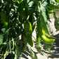 COLORADO GREEN CHILI SAUCE MEDIUM