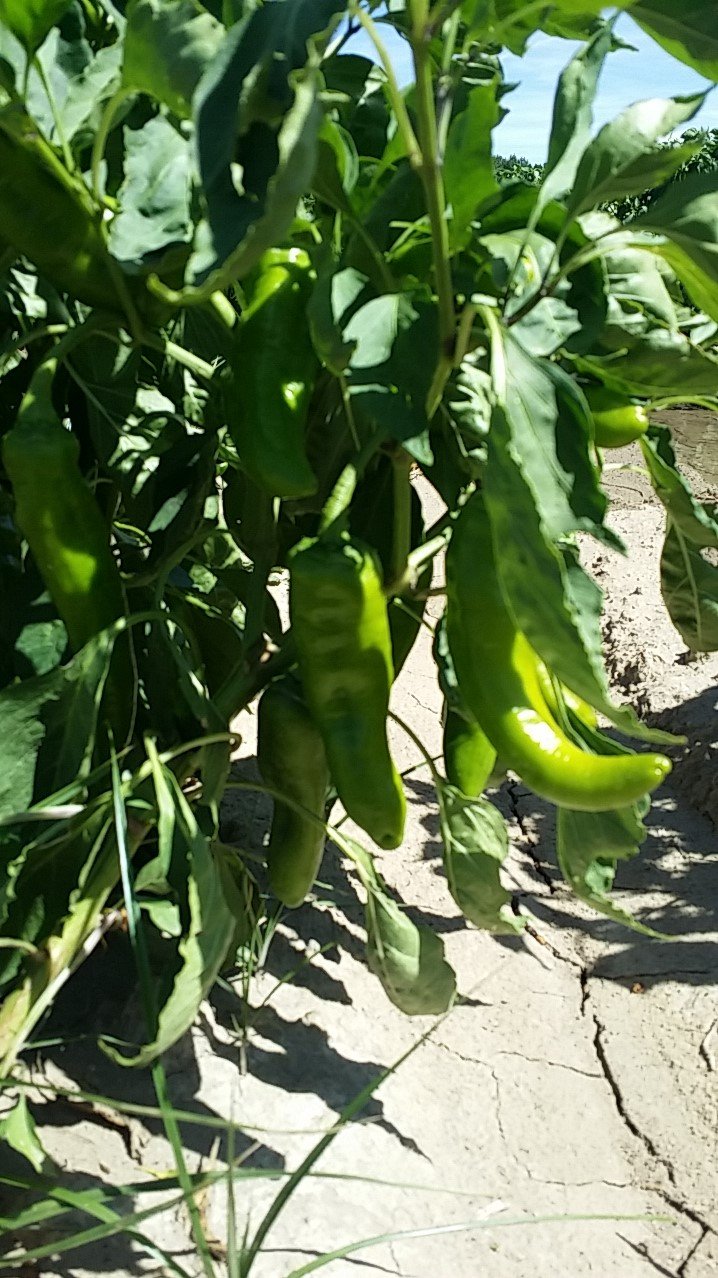COLORADO GREEN CHILI SAUCE MEDIUM