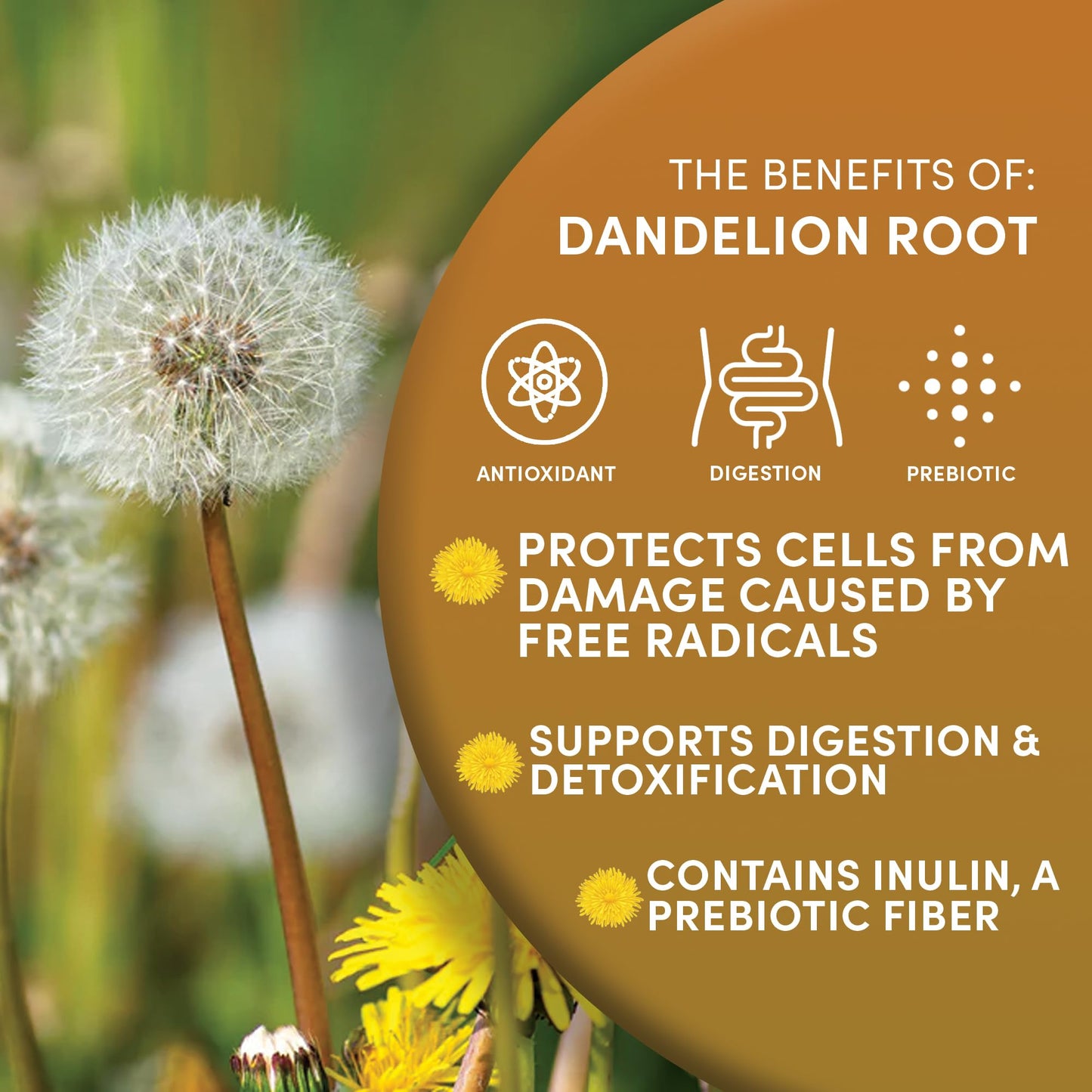 Worldwide Botanicals Organic Dandelion Root - 1 Lb - Cut & Sifted - Raw, Unroasted - Taraxacum Officinale - Ra  Z De Diente De L