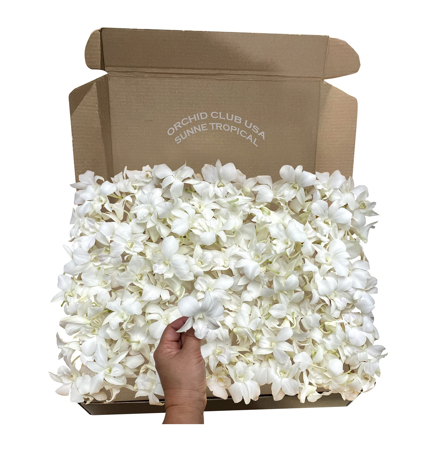 Miami Fresh Orchid Loose Bloom Perishable Flowers Orchidclub Usa Sunne Tropical Diy Lei, Food & Drink Decoration (100 White)