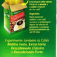 Melitta - Traditional Roasted Coffee - 17.6 Oz (Pack Of 02) | Melitta Café Torrado E Moído Tradicional - 500G