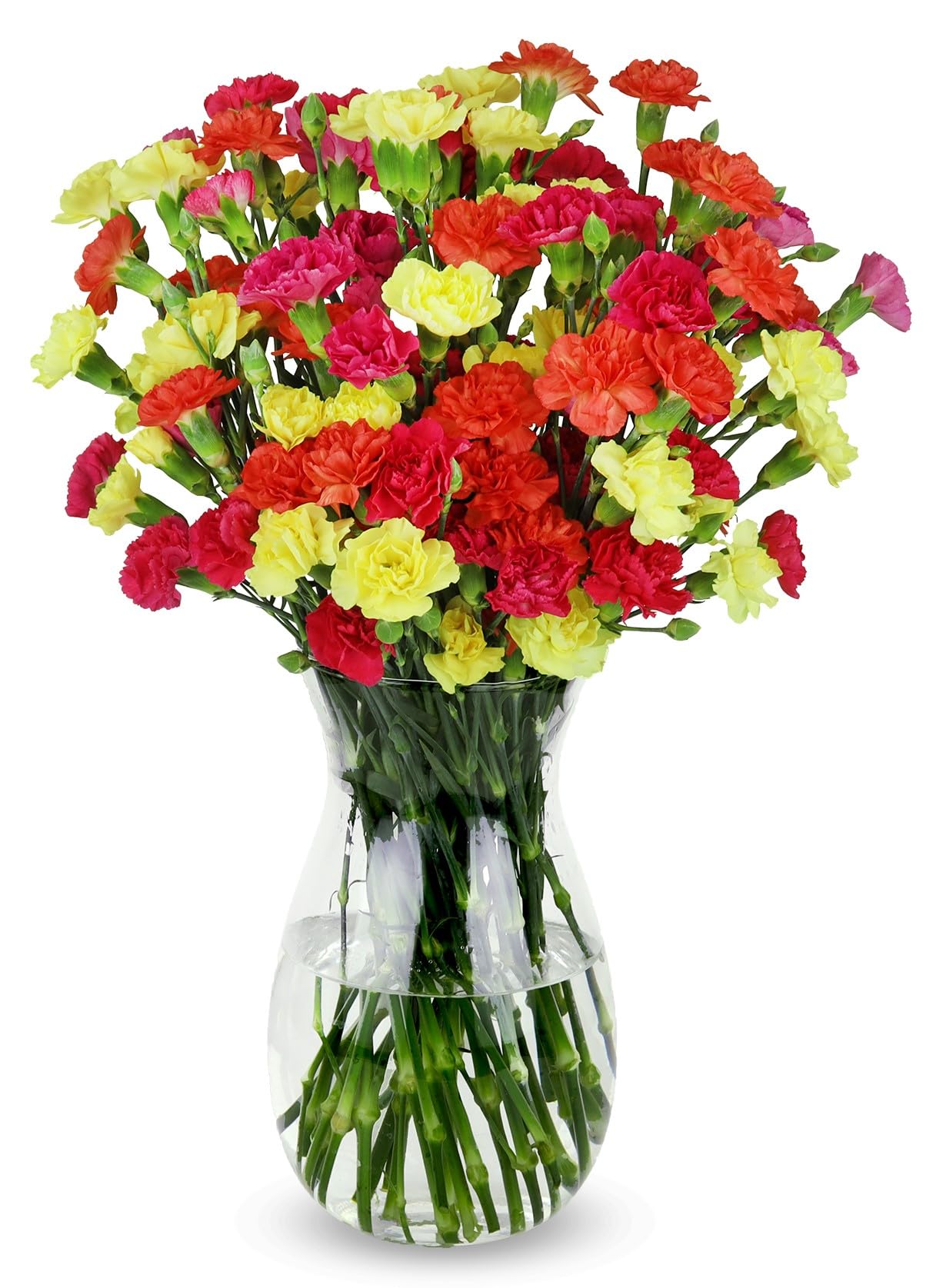 Benchmark Bouquets - 20 Stem Bright Mini Carnations (Glass Vase Included) - Fresh Flowers for Delivery - Gift for Graduation, Bi