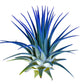 Ionantha Guatemala Tillandsia Air Plant, Guatemala Tillandsia Live Airplant, Healthy Arrival Guaranteed, Great Indoor Plant, Hom