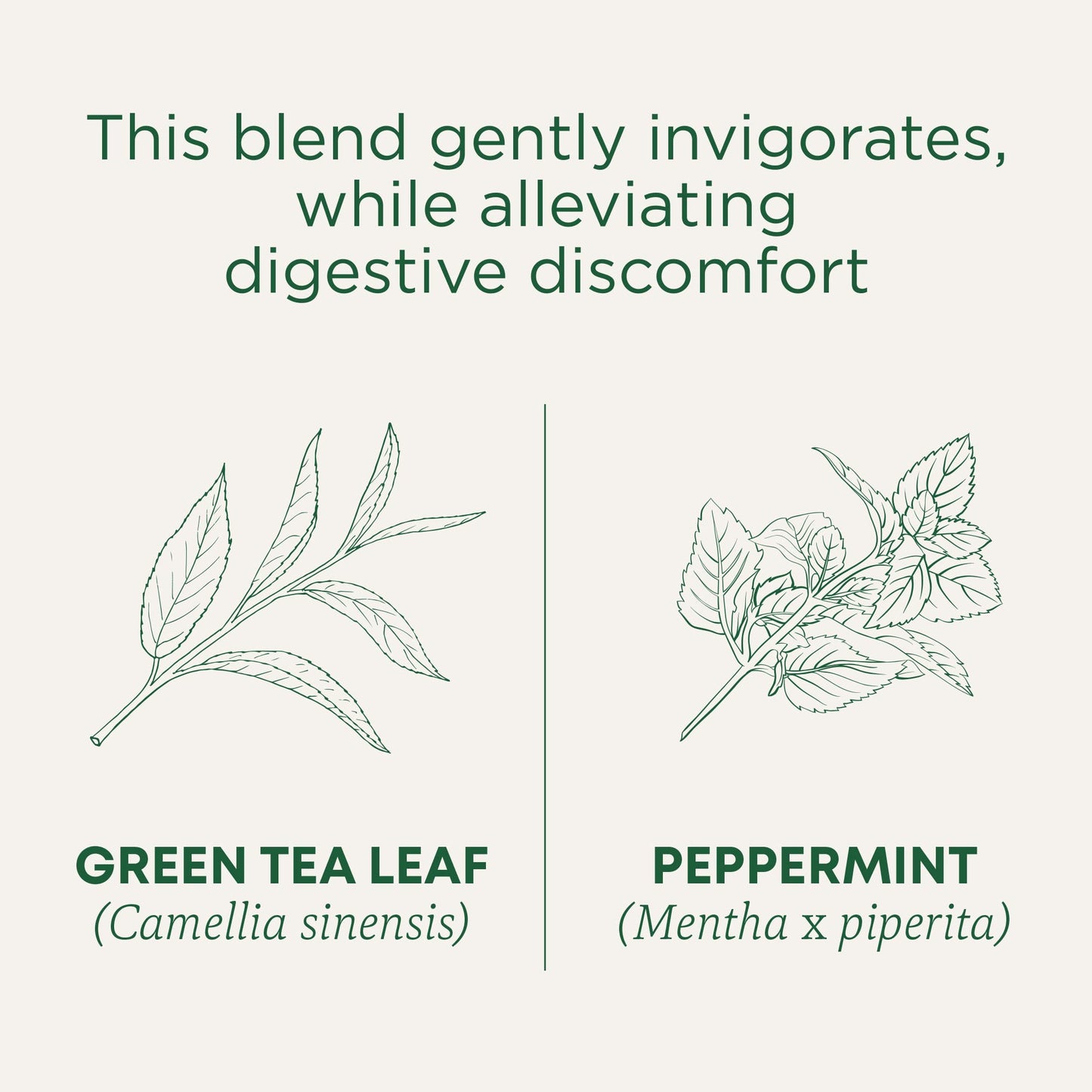Traditional Medicinals Organic Green Tea, Peppermint, 16 Teabags (Pack Of 6)