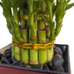 Live Lucky Bamboo Plant In Red Vase, 2 Tiers, 6'' And 4'' Stalks