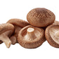 Shiitake Mushroom Grow Kit (5.5lbs) Grow Your Own Mushrooms at Home | Easy Indoor Grow Bag Kit