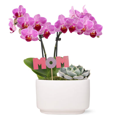 Green Circle Growers 4 Pink Orchid with Succulent in White Ceramic Pot with Mom Pick, Live Indoor Plants, House Plant