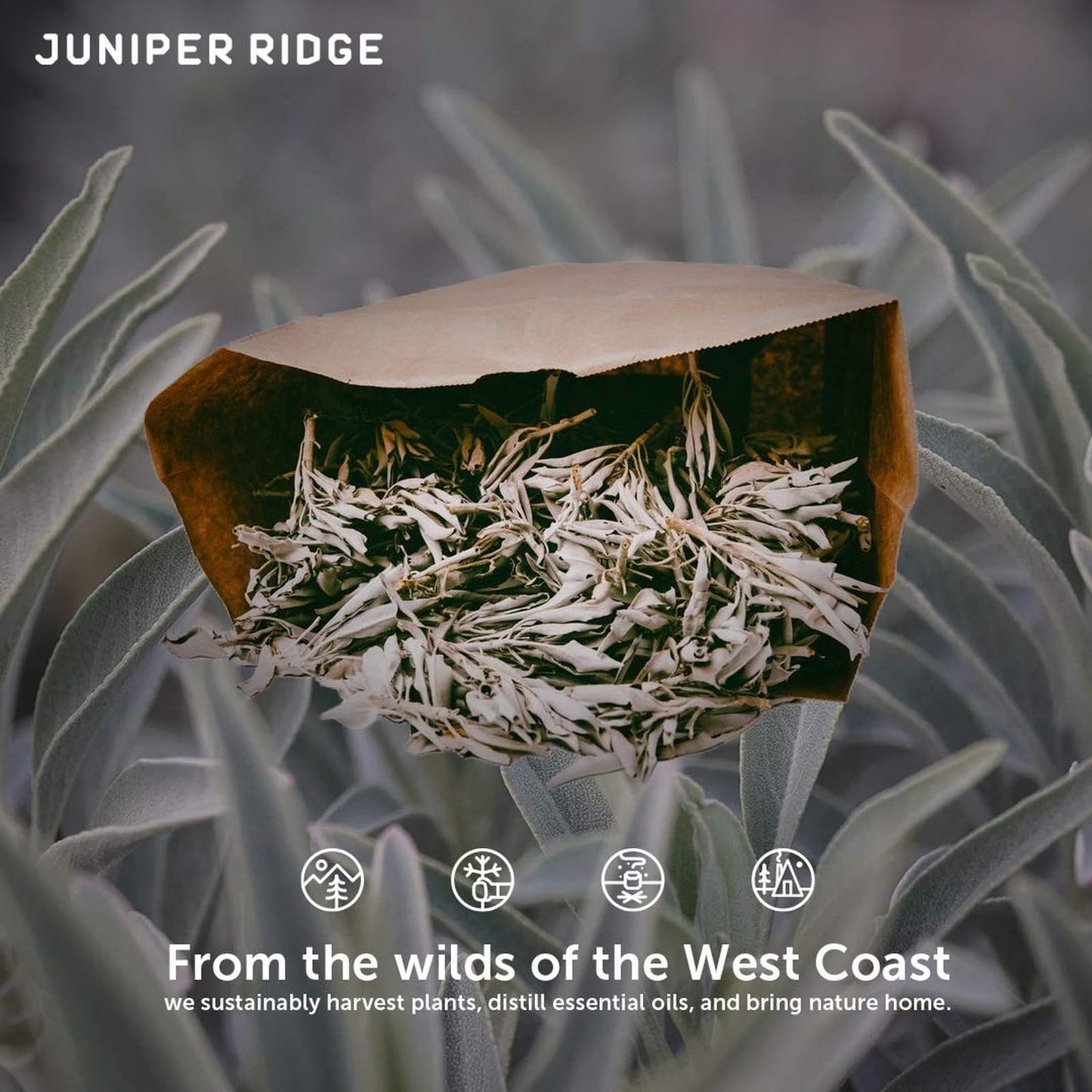 Juniper Ridge | White Sage Loose Leaves | Salvia Apiana Clusters | Dry Burning White Sage |  Lb Bag