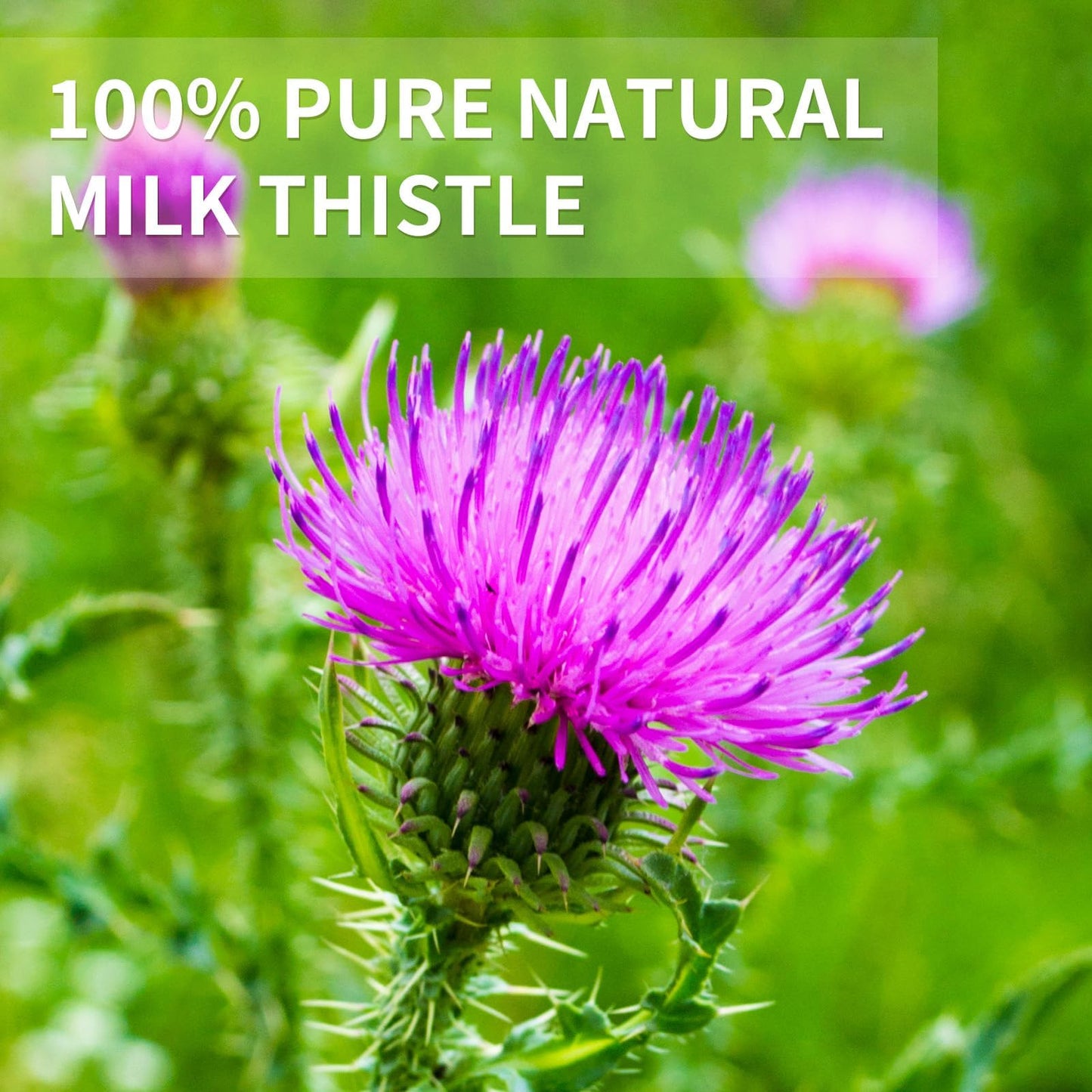 Tempoak Milk Thistle Tea Bags - 100% Pure Herbal Tea, Caffeine Free, Non-GMO, 60 Bags, 6.4 OZ