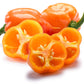 Habanero Powder Pure, 8 Oz